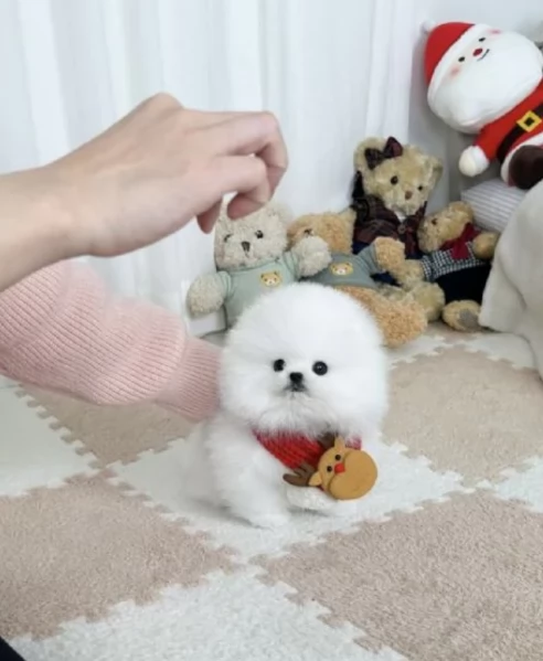 pomerania maschio e femmina per ladozione | Foto 1