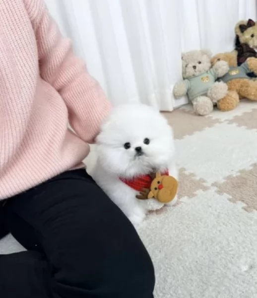 pomerania maschio e femmina per ladozione | Foto 1