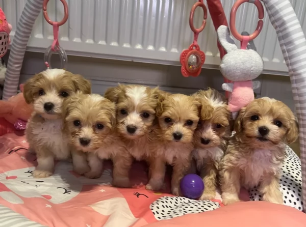 cuccioli maltipoo in purezza taglia piccola toy per ladozione