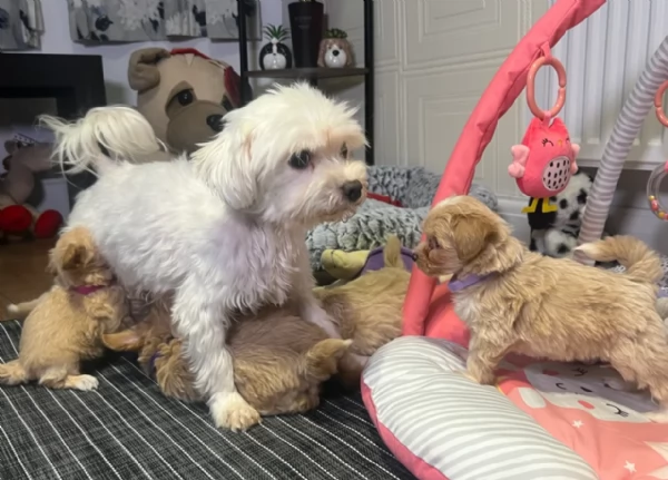 cuccioli maltipoo in purezza taglia piccola toy per ladozione