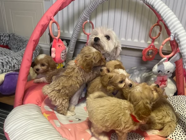 cuccioli maltipoo in purezza taglia piccola toy per ladozione | Foto 0