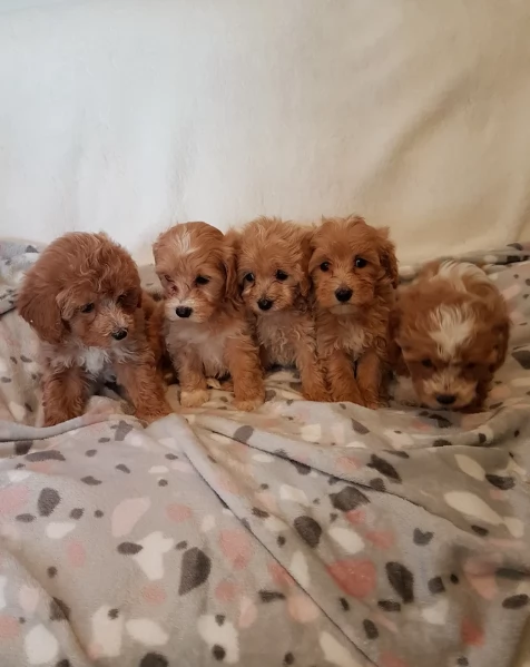 cuccioli maltipoo in purezza taglia piccola toy per ladozione