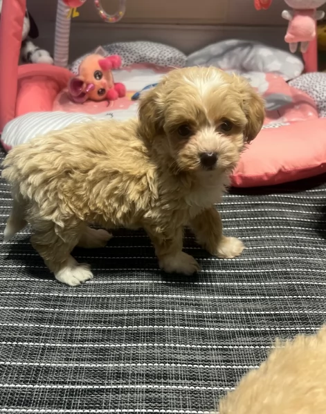 cuccioli maltipoo in purezza taglia piccola toy per ladozione