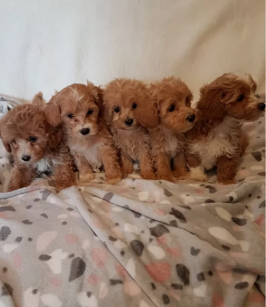 cuccioli maltipoo in purezza taglia piccola toy per ladozione | Foto 1