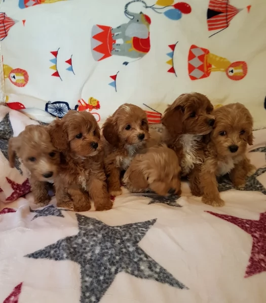 cuccioli maltipoo in purezza taglia piccola toy per ladozione | Foto 3