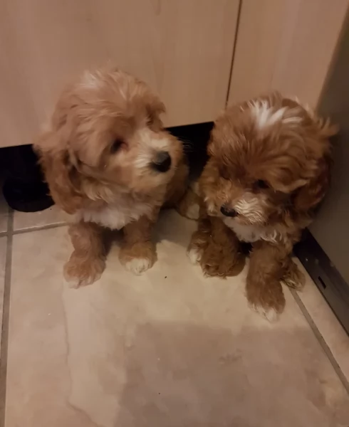 cuccioli maltipoo in purezza taglia piccola toy per ladozione | Foto 2