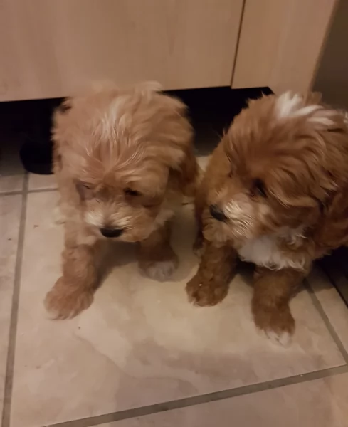 cuccioli maltipoo in purezza taglia piccola toy per ladozione