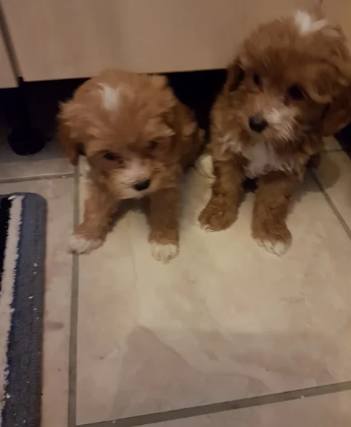 cuccioli maltipoo in purezza taglia piccola toy per ladozione | Foto 1