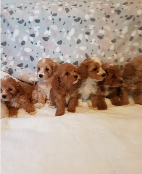 cuccioli maltipoo in purezza taglia piccola toy per ladozione | Foto 0