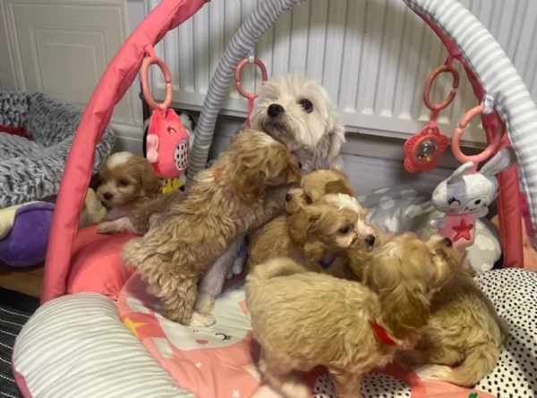 cuccioli maltipoo in purezza taglia piccola toy per ladozione