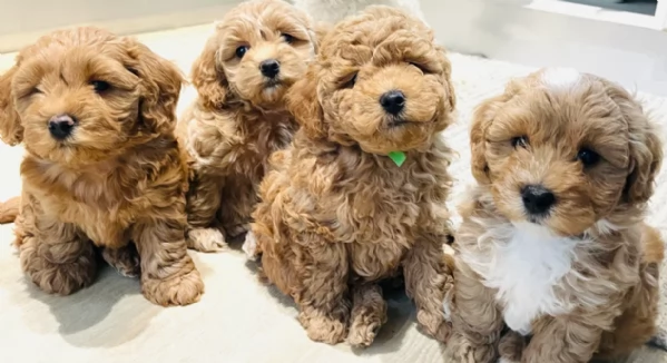 cuccioli maltipoo in purezza taglia piccola toy per ladozione | Foto 1