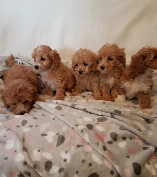 cuccioli maltipoo in purezza taglia piccola toy per ladozione | Foto 0