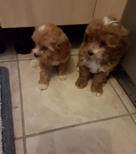 cuccioli maltipoo in purezza taglia piccola toy per ladozione