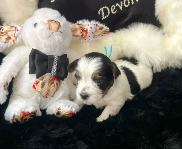 dolcissimi e piccolissimi cuccioli Biewer Yorkshire per ladozione | Foto 2