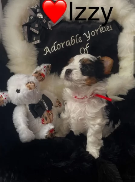 dolcissimi e piccolissimi cuccioli Biewer Yorkshire per ladozione | Foto 3