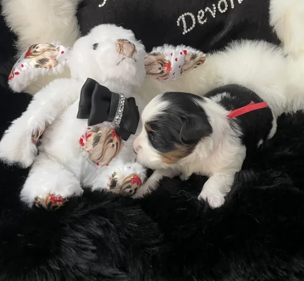 dolcissimi e piccolissimi cuccioli Biewer Yorkshire per ladozione | Foto 4
