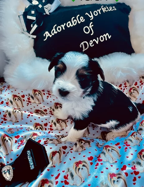 dolcissimi e piccolissimi cuccioli Biewer Yorkshire per ladozione | Foto 4