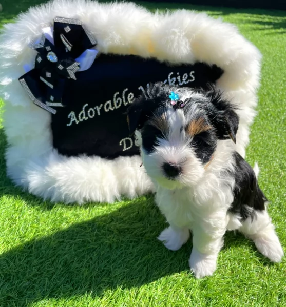dolcissimi e piccolissimi cuccioli Biewer Yorkshire per ladozione