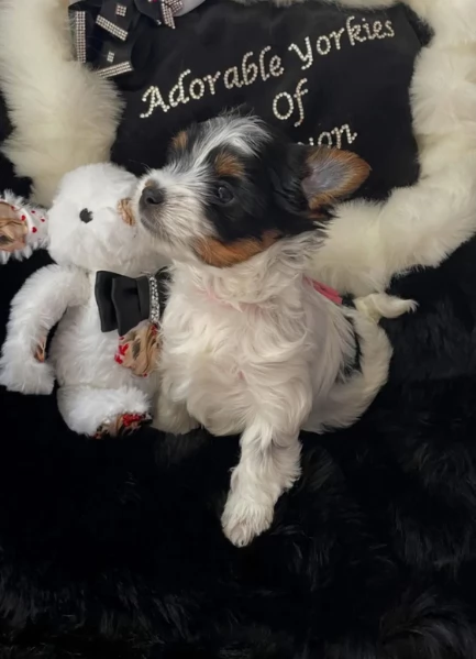 dolcissimi e piccolissimi cuccioli Biewer Yorkshire per ladozione | Foto 3