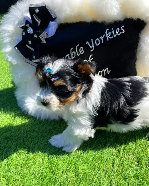 dolcissimi e piccolissimi cuccioli Biewer Yorkshire per ladozione | Foto 3