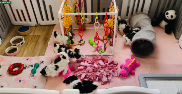 dolcissimi e piccolissimi cuccioli Biewer Yorkshire per ladozione | Foto 2