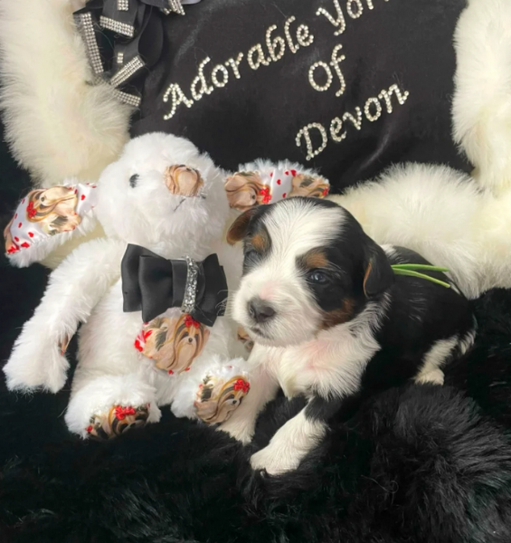 dolcissimi e piccolissimi cuccioli Biewer Yorkshire per ladozione | Foto 2