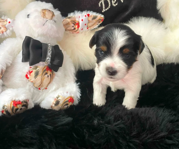 dolcissimi e piccolissimi cuccioli Biewer Yorkshire per ladozione | Foto 0