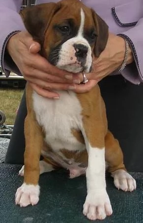 cuccioli di Boxer ALLEVATI CON AMORE per adozione