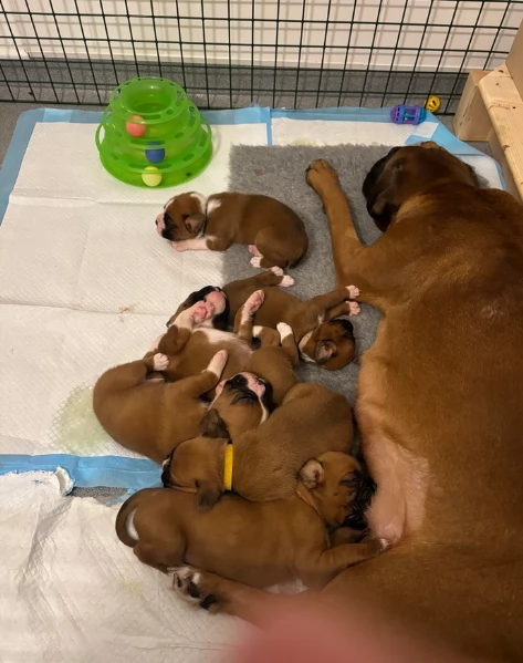cuccioli di Boxer ALLEVATI CON AMORE per adozione | Foto 0