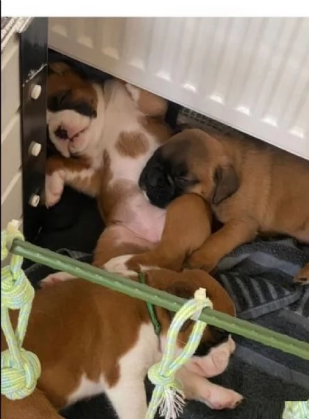 cuccioli di Boxer ALLEVATI CON AMORE per adozione | Foto 0