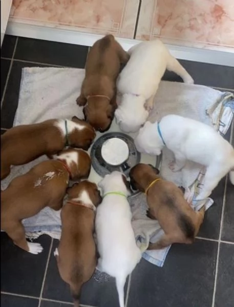 cuccioli di Boxer ALLEVATI CON AMORE per adozione | Foto 1