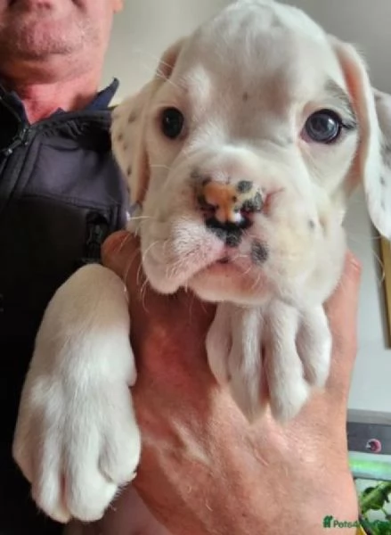 cuccioli di Boxer ALLEVATI CON AMORE per adozione