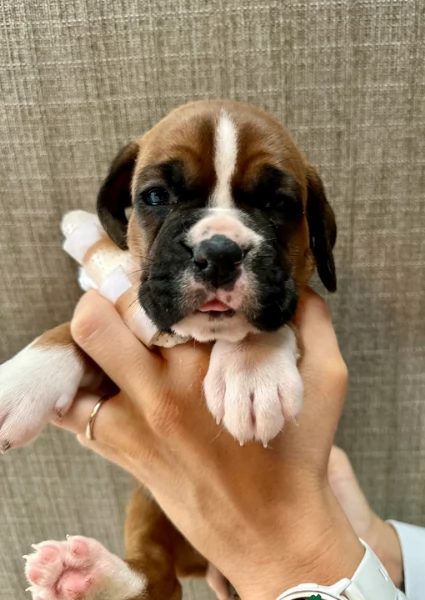 cuccioli di Boxer ALLEVATI CON AMORE per adozione | Foto 3