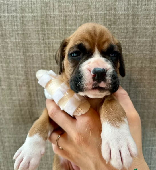 cuccioli di Boxer ALLEVATI CON AMORE per adozione