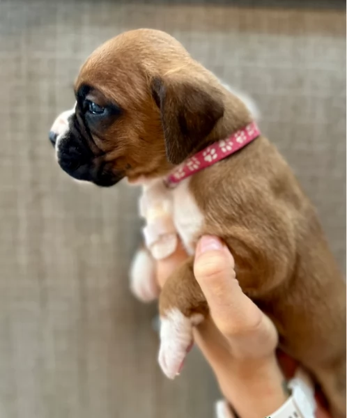 cuccioli di Boxer ALLEVATI CON AMORE per adozione | Foto 1