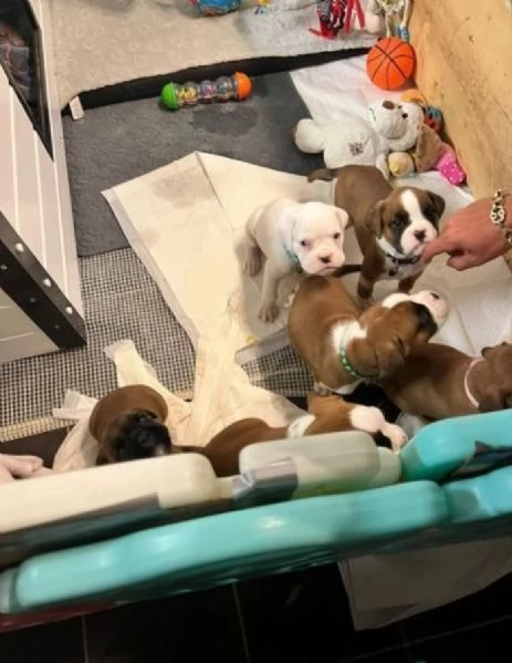 cuccioli di Boxer ALLEVATI CON AMORE per adozione | Foto 0