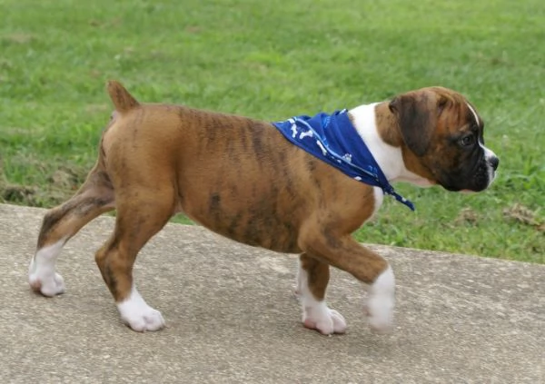 cuccioli di Boxer ALLEVATI CON AMORE per adozione | Foto 3