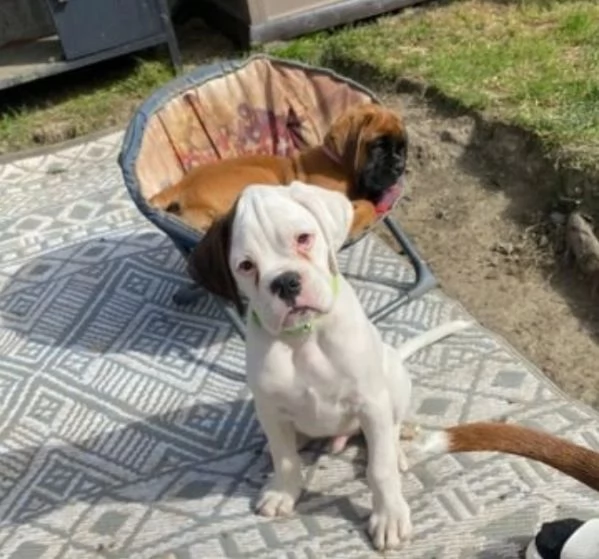 cuccioli di Boxer ALLEVATI CON AMORE per adozione | Foto 2