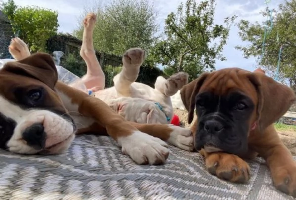 cuccioli di Boxer ALLEVATI CON AMORE per adozione | Foto 1