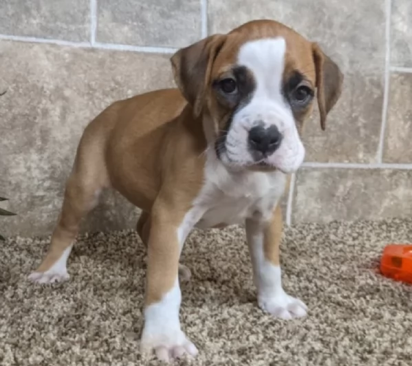 cuccioli di Boxer ALLEVATI CON AMORE per adozione | Foto 0
