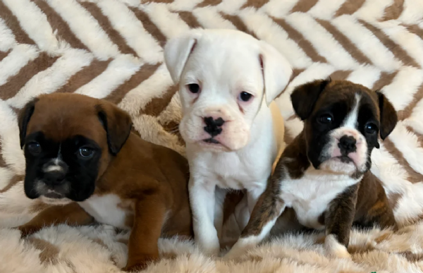 cuccioli di Boxer ALLEVATI CON AMORE per adozione | Foto 0