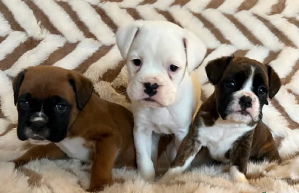 cuccioli di Boxer ALLEVATI CON AMORE per adozione