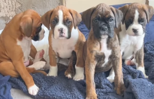 cuccioli di Boxer ALLEVATI CON AMORE per adozione