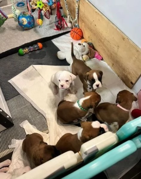 cuccioli di Boxer ALLEVATI CON AMORE per adozione | Foto 0