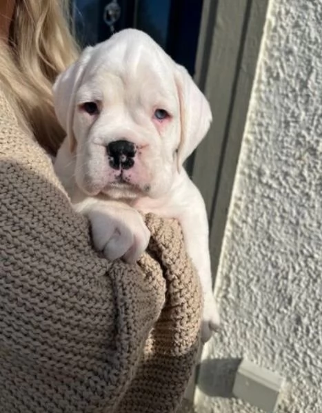 cuccioli di Boxer ALLEVATI CON AMORE per adozione