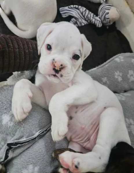 cuccioli di Boxer ALLEVATI CON AMORE per adozione | Foto 1