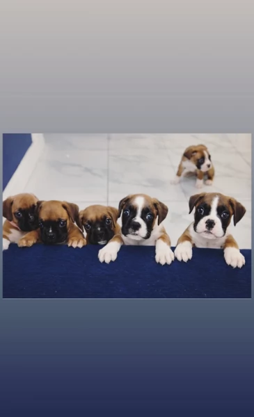 cuccioli di Boxer ALLEVATI CON AMORE per adozione
