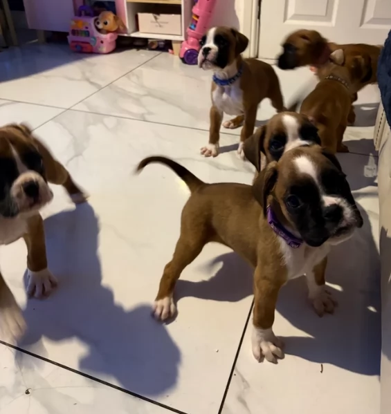 cuccioli di Boxer ALLEVATI CON AMORE per adozione | Foto 0