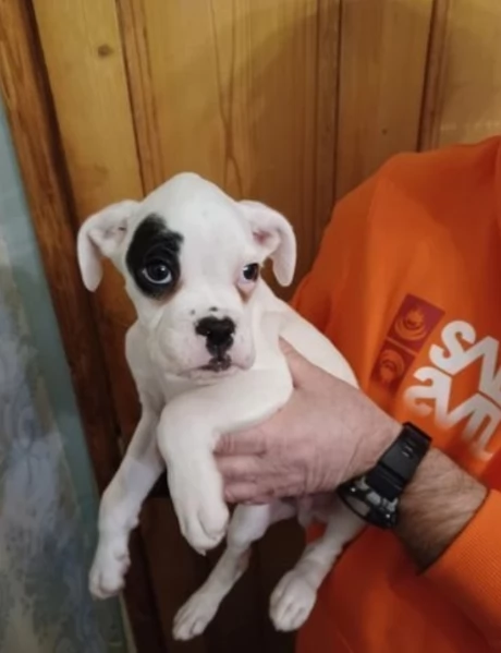 cuccioli di Boxer ALLEVATI CON AMORE per adozione | Foto 3