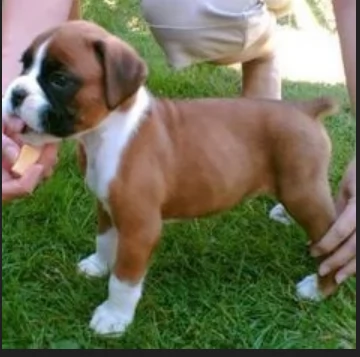 cuccioli di Boxer ALLEVATI CON AMORE per adozione | Foto 1